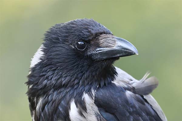 Kāda vārna sapņojās?